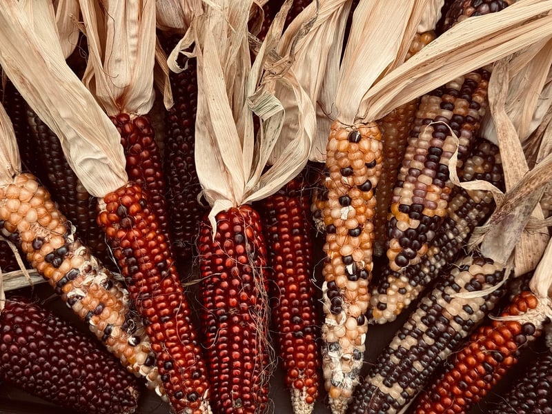 Corn